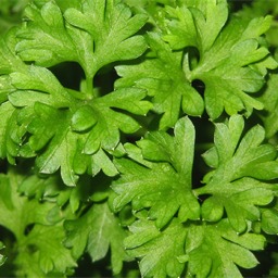 Coriander leaves