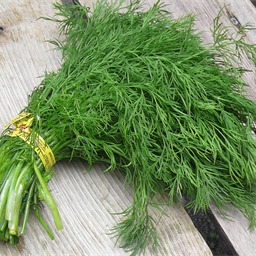 Dill weed