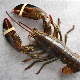 Northern lobster