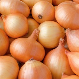 Onion