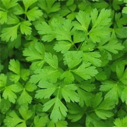 Parsley