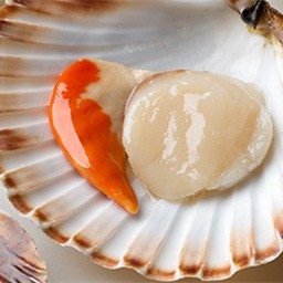 Scallop