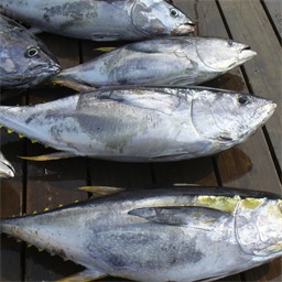 Yellowfin tuna