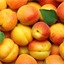 Apricots