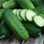 Cucumber