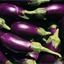 Eggplant