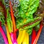 Swiss chard